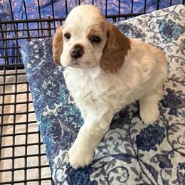 Orange collar boy - Red and white male Cocker Spaniel puppy in Boca Raton, Florida from Gold-Coast Cockers