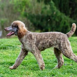 Poodles from EKY Poodles