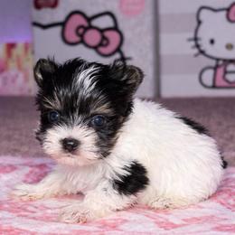 Boy 1 - Parti male Yorkshire Terrier puppy in Richland County, South Carolina from Nesha's Pawrific Tails