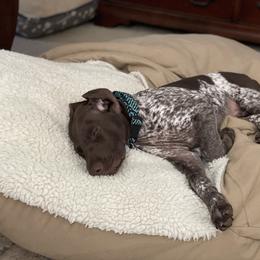German Shorthaired Pointer Puppies from Tipsy Rabbit GSP TopDog Kennel