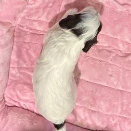 Cavapoo Puppies from Sweetheart Cavapoos