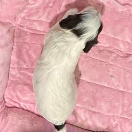 Cavapoo Puppies from Sweetheart Cavapoos