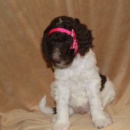 Aussiedoodle and Poodle Puppies from Covington Acres