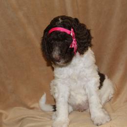 Aussiedoodle and Poodle Puppies from Covington Acres