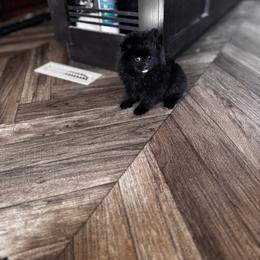 Ruby - Black female Pomeranian puppy in Harrisonville, Missouri from Cindy's Pomeranians