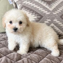 Sandy - Cream female Havapoo puppy in Norwood, Missouri from Neuroth Pup Co.