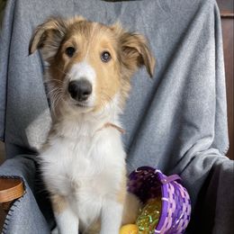 Boy 3 (Orange) - Sable and white Collie puppy in Citra, Florida from Faith Rough Collie’s