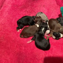 Miniature Australian Shepherd Puppies from Strawberry Mountain Mini Aussies