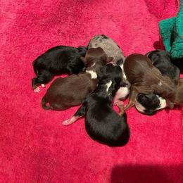 Miniature Australian Shepherd Puppies from Strawberry Mountain Mini Aussies