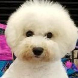 Bichon Frises and French Bulldogs from Sears Kennels