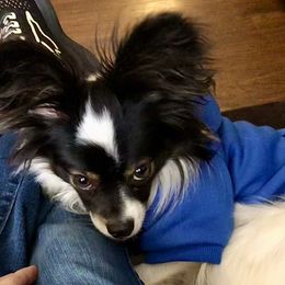 Papillons from Okie Puppies