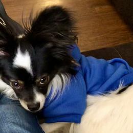 Papillons from Okie Puppies
