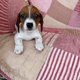 Gus - Piebald male Dachshund puppy in Aurora, Missouri from Baker Farms