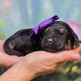 Cobbler - Black female Goldendoodle puppy in Springfield, Oregon from Oregon's Oodles of poodles & doodles