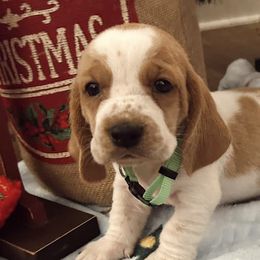Basset Hounds from Eberlan Bassets