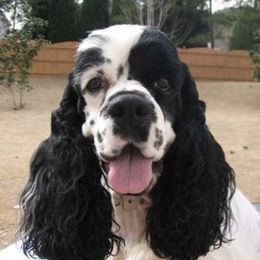 Cocker Spaniels from Trifecta Cockers