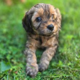 Chocolate Mousse Cake - Brown male Cavapoo puppy in Lewisburg, Pennsylvania from Jessie's Puppies