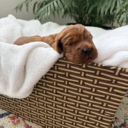Yellow boy - Chestnut male Irish Setter puppy in West Haven, Utah from McClellan Setters