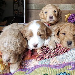 Aussiedoodle, Goldendoodle, Poodle, and Sheepadoodle Puppies from Draper Mountain Doodles