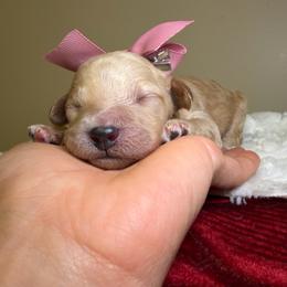 Stella - Apricot female Goldendoodle puppy in Woodburn, Indiana from Lengachers Cuddly Doods