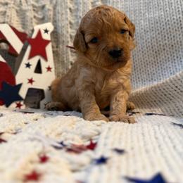 Pink Girl - Red  female Goldendoodle puppy in Colorado Springs, Colorado from Simply Mini Goldendoodles