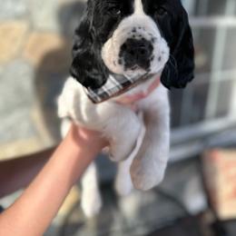 English Springer Spaniel Puppies from Hillsboro Springers