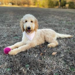 Celeste - Goldendoodle puppy in Chesnee, South Carolina from Pampered Paws Unlimited