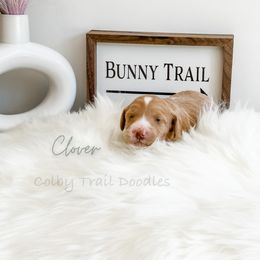 Boy 3 - Goldendoodle puppy in Glendora, California from Colby Trail Doodles