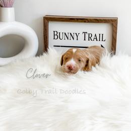 Boy 3 - Goldendoodle puppy in Glendora, California from Colby Trail Doodles