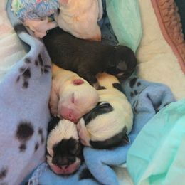 French Bulldog puppies from San Juan Frenchies