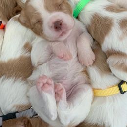 Brittany Puppies from Fox Mtn Brittanys