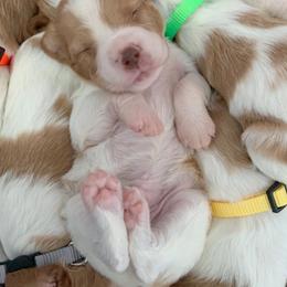 Brittany Puppies from Fox Mtn Brittanys