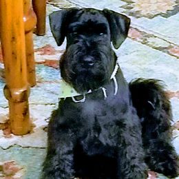 Miniature Schnauzer puppies from Maxwell House Schnauzers