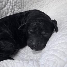 Bristol - Black female Poodle puppy in Conroe, Texas from Pear house farm