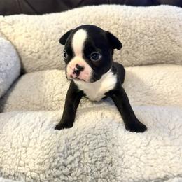Boy 3 - Black brindle and white male Boston Terrier puppy in Brookville, Ohio from Best Friend Bostons