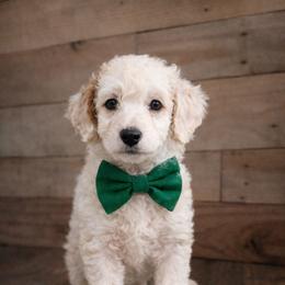 Steve - Parti male Goldendoodle puppy in Harlem, Georgia from Ivey's Poodles & Doodles