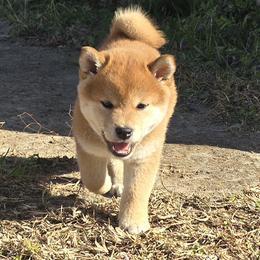 Shiba Inu Puppies from Diwasou