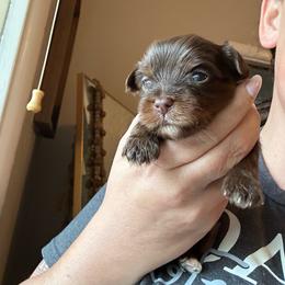 Choc 2 - Chocolate, tan and white male Yorkshire Terrier puppy in Sterling, Colorado from Yorkies