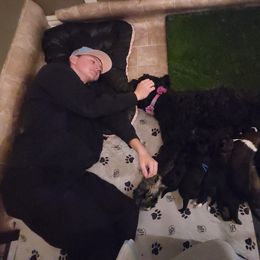 Bernedoodle Puppies from Adorable Dixie Doodles