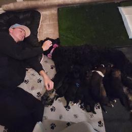 Bernedoodle Puppies from Adorable Dixie Doodles