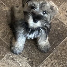 Miniature Schnauzer Puppies from Beyond Blessed Pawz