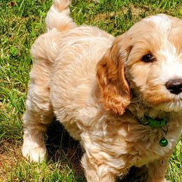 Cypress - Labradoodle puppy in Statesville, North Carolina from Labradoodles of the Foothills