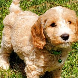 Cypress - Labradoodle puppy in Statesville, North Carolina from Labradoodles of the Foothills