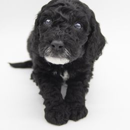 Assorted Doodle Crosses, Bernedoodle, Double Doodle, Goldendoodle, Labradoodle, and Whoodle Puppies from Our Little Farm Life Doodles