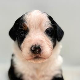 Bimini - Tri-color female Bernedoodle puppy in Clermont, Florida from Shadow Bernedoodles & Dog Training
