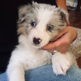 Slate - Slate merle female Border Collie puppy in Apple Valley, California from Flying S Ranch Border Collies
