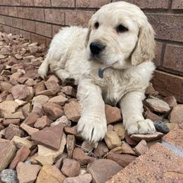 Golden Retriever Puppies from Thousand Lake Retrievers