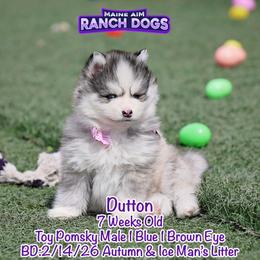 Dutton - Silver and white male Pomsky puppy in Humeston, Iowa from M.A.R. Dogs