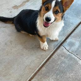 Sina - Black and tan male Pembroke Welsh Corgi puppy in Hesperia, California from Amatskennel - Stubby Tails Ranch