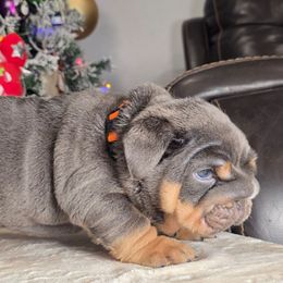 Smokey - Blue tri-color male Bulldog puppy in Burleson, Texas from Diamond Deluxx Frenchies